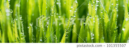 macro wet spring green grass backround with dew. natural beautiful water drop on leaf in sunlight, image of purity and freshness of nature, copy space. ecology, fresh wallpaper concept. banner ready macro wet spring green grass backround with dew. natural beautiful water drop on leaf in sunlight, image of purity and freshness of nature, copy space. ecology, fresh wallpaper concept. banner ready 101355507