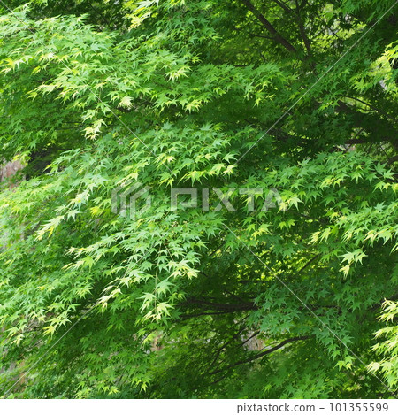 Blue maple that shines in the fresh green Blue maple that shines in the fresh green 101355599