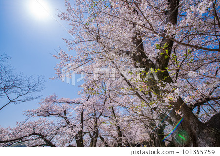 Yawata City, Kyoto Prefecture Cherry blossoms in full bloom against the blue sky of Sewaride 101355759