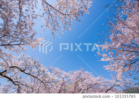 Yawata City, Kyoto Prefecture Cherry blossoms in full bloom against the blue sky of Sewaride 101355765