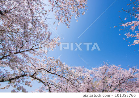 Yawata City, Kyoto Prefecture Cherry blossoms in full bloom against the blue sky of Sewaride 101355766