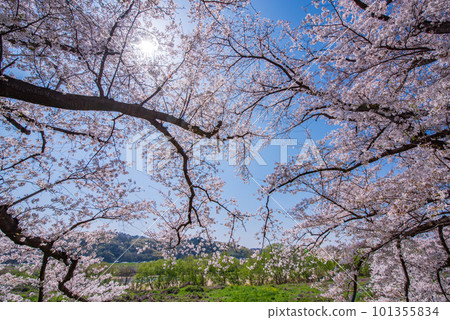 京都府八幡市櫻花盛開,映襯著Sewaride的藍天 京都府八幡市櫻花盛開,映襯著Sewaride的藍天 101355834
