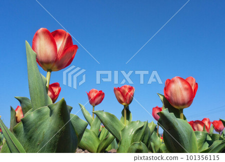 Red tulip 101356115