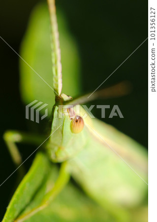 A grasshopper sticking out of the grass on a black background (using a macro lens, outdoor close-up image) A grasshopper sticking out of the grass on a black background (using a macro lens, outdoor close-up image) 101356127