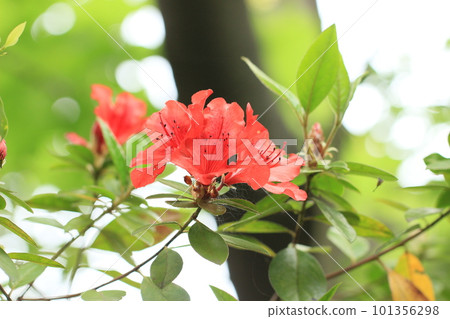 慶良間杜鵑花 紅杜鵑花 101356298