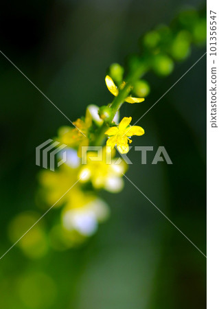 Very small yellow flower spikes "Agriculture" (using a macro lens, outdoor close-up image) Very small yellow flower spikes "Agriculture" (using a macro lens, outdoor close-up image) 101356547