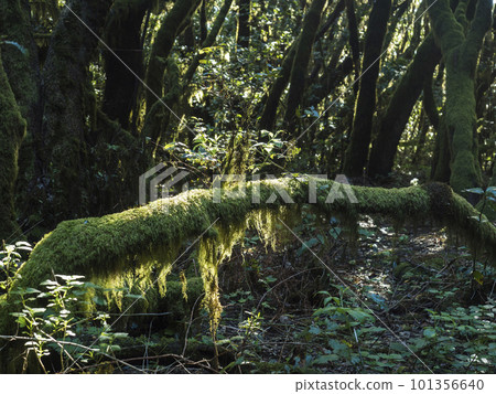 Lush evergreen cloud laurisilva forest with mossy trees at the Garajonay National Park, La Gomera, Canary Islands, Spain. Mysterious fairytale magical nature scenery. UNESCO World Heritage Site. Lush evergreen cloud laurisilva forest with mossy trees at the Garajonay National Park, La Gomera, Canary Islands, Spain. Mysterious fairytale magical nature scenery. UNESCO World Heritage Site. 101356640
