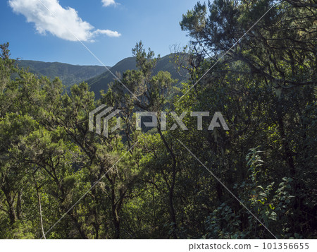 View of lush landscape in central part of La Gomera island. National park Garajonay laurisilva forest with green hills, mossy laurel and Erica arborea trees. Canary Islands, Spain. Blue sky background View of lush landscape in central part of La Gomera island. National park Garajonay laurisilva forest with green hills, mossy laurel and Erica arborea trees. Canary Islands, Spain. Blue sky background 101356655