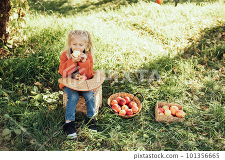 Child picking apples on farm in autumn. Little girl playing in tree orchard. Healthy nutrition. Cute little girl eating red delicious fruit. Harvest Concept. Apple picking. 101356665