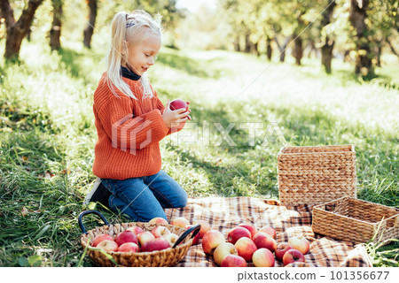 Child picking apples on farm in autumn. Little girl playing in tree orchard. Healthy nutrition. Cute little girl eating red delicious fruit. Harvest Concept. Apple picking. 101356677