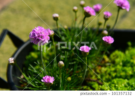 Easy gardening with a planter of cute pink flowers of Almeria blooming on the balcony in early spring Easy gardening with a planter of cute pink flowers of Almeria blooming on the balcony in early spring 101357132