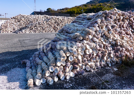 Scallop shells for oyster farming (Kure City, Hiroshima Prefecture) 101357263