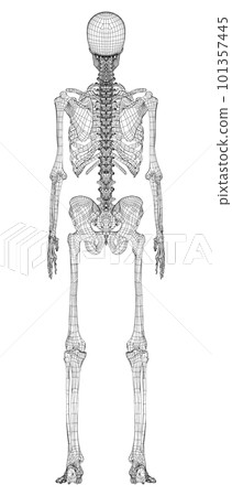 Human skeleton. 3d illustration Human skeleton. 3d illustration 101357445