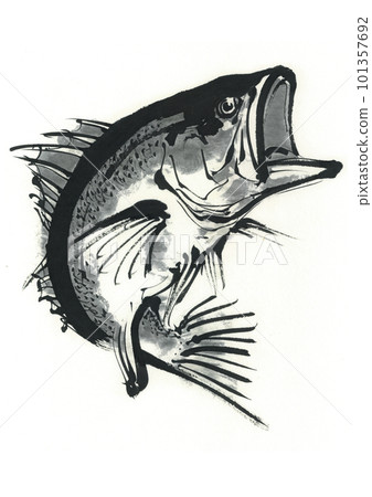 Illustration: Sea bass Illustration: Sea bass 101357692