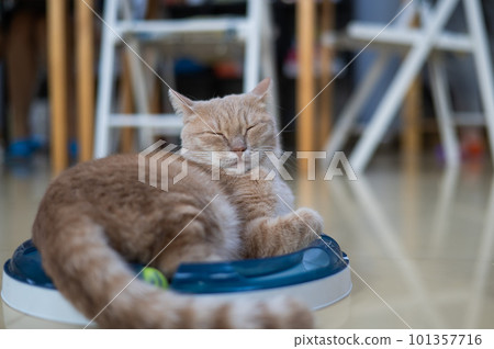Red cat lies on an interactive toy. Red cat lies on an interactive toy. 101357716