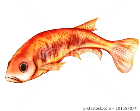 Oryzias Oryzias 101357874