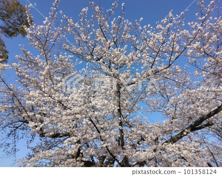 Cherry blossoms in full bloom shining in the blue sky Cherry blossoms in full bloom shining in the blue sky 101358124
