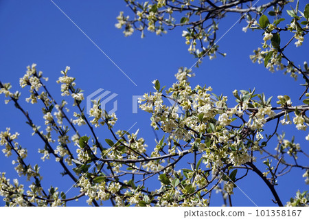 White gummy flowers that shine in the spring blue sky White gummy flowers that shine in the spring blue sky 101358167
