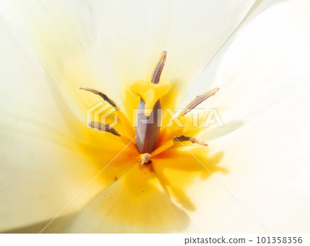 Adding a little colour to springtime. beautiful flowers. 101358356