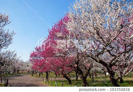 Plum blossoms in full bloom against the blue sky｜Fuchu City Kyodonomori Park “Plum Festival” 101358838