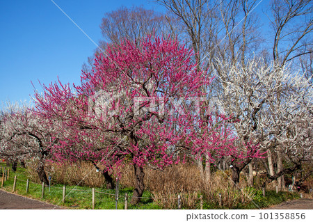 Plum blossoms in full bloom against the blue sky｜Fuchu City Kyodonomori Park “Plum Festival” 101358856