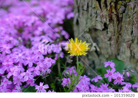 Dandelion and mosquito cherry blossoms 101359020