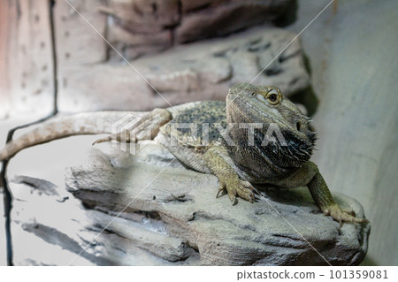 The lizard sits on a rock 101359081