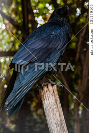 Big Black Raven sitting on a close-up branch 101359106