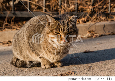 The street cat is heated in the sun's rays 101359115