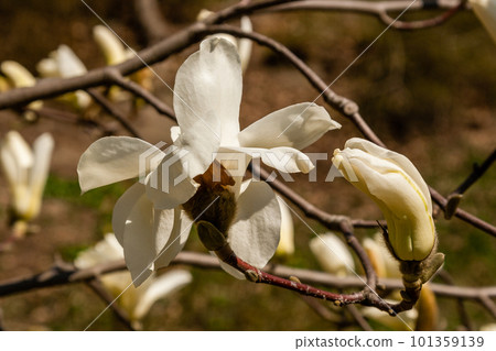 Beautiful branch of white magnolia 101359139