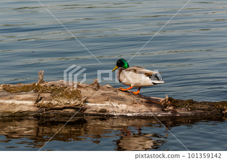 Drake sit on a log 101359142