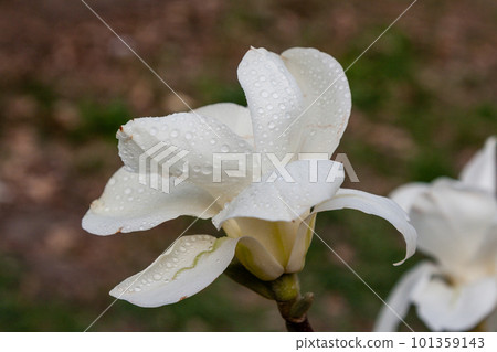 Macro of a beautiful bud of magnolia Macro of a beautiful bud of magnolia 101359143
