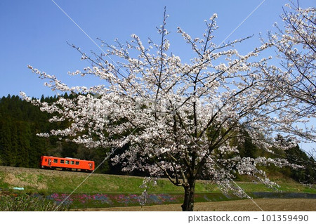 Etsumihoku Line cherry tree and rail car Etsumihoku Line cherry tree and rail car 101359490