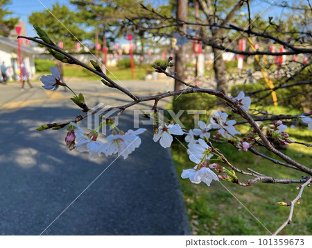 和歌山城公園的櫻花 和歌山城公園的櫻花 101359673