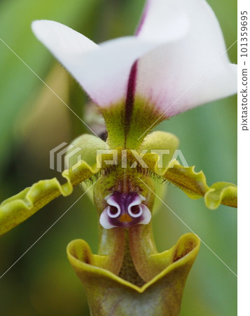 Paphiopedilum spicerianum Paphiopedilum spicerianum Progenitor of orchids Paphiopedilum spicerianum Paphiopedilum spicerianum Progenitor of orchids 101359695