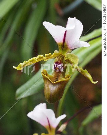 Paphiopedilum spicerianum Paphiopedilum spicerianum Progenitor of orchids 101359697