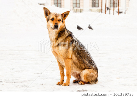 beautiful red-haired courtyard dog on snow beautiful red-haired courtyard dog on snow 101359753