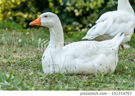 beautiful swans sit on green grass beautiful swans sit on green grass 101359767