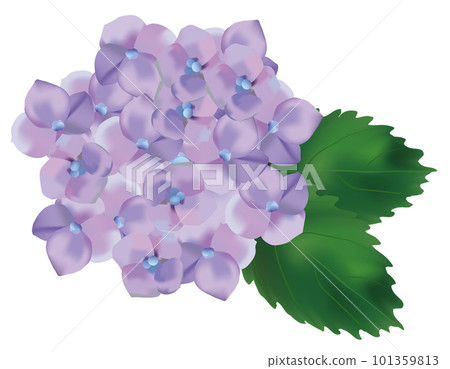 Illustration of a beautiful light purple hydrangea in June Illustration of a beautiful light purple hydrangea in June 101359813