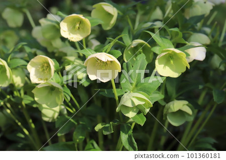 春天花園裡盛開的黃色聖誕玫瑰花 101360181