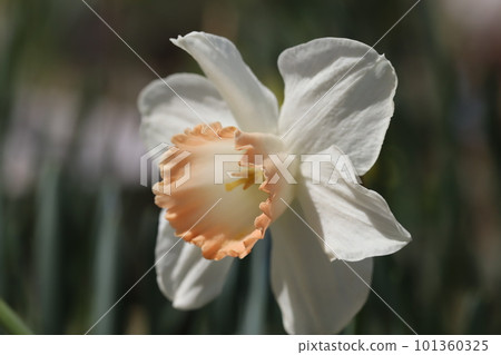 Large white daffodil flowers blooming in the spring sunshine Large white daffodil flowers blooming in the spring sunshine 101360325