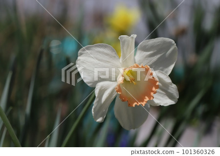 Large white daffodil flowers blooming in the spring sunshine Large white daffodil flowers blooming in the spring sunshine 101360326