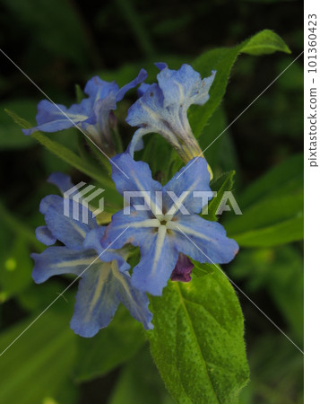 螢火蟲藤藍紫色花 螢火蟲藤藍紫色花 101360423