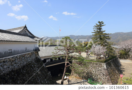 春天的高知城與櫻花、東多門、Tsumemon 和 Ninomaru 從天守閣的一樓 101360615