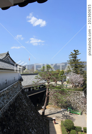 春天櫻花盛開的高知城、從天守閣一樓看到的東多門、豆門和二之丸 春天櫻花盛開的高知城、從天守閣一樓看到的東多門、豆門和二之丸 101360655