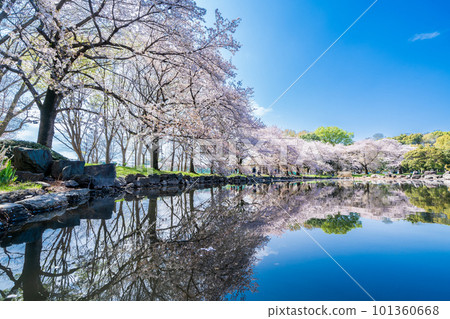埼玉縣美沼冰川公園的櫻花,美沼稻田 埼玉縣美沼冰川公園的櫻花,美沼稻田 101360668