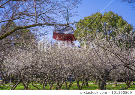 京都大覺寺的梅林 101360869
