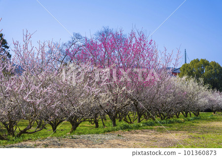 Plum Grove at Daikakuji Temple, Kyoto 101360873