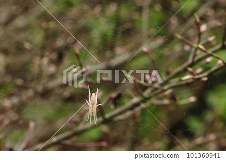 Creatures: Spiders: Orb-weaver spiders, spiders that don't seem to have any special features, but if you look closely, you can see beautiful detailed patterns Creatures: Spiders: Orb-weaver spiders, spiders that don't seem to have any special features, but if you look closely, you can see beautiful detailed patterns 101360941