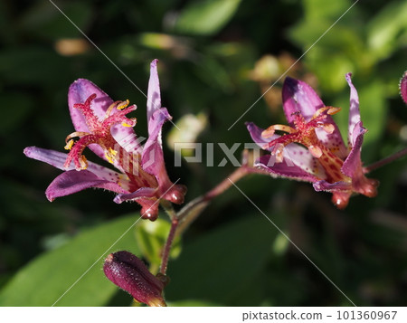 Taiwan Hototogisu Flower Taiwan Hototogisu Flower 101360967